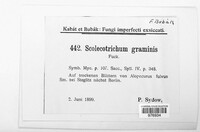 Scolicotrichum graminis image